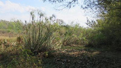 Cyperus giganteus, photographed by demianlescano