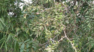 Geoffroea spinosa, photographed by demianlescano