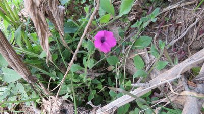Petunia integrifolia, photographed by demianlescano