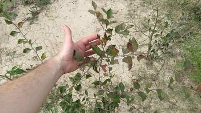 Xylosma venosa, photographed by demianlescano