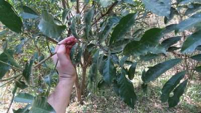 Guarea macrophylla, photographed by demianlescano