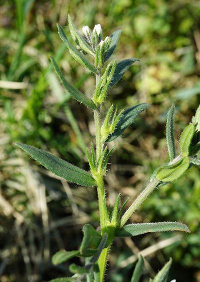 Buglossoides incrassata, photographed by Patrick Hacker