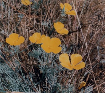 Eschscholzia ramosa, photographed by desertnaturalist