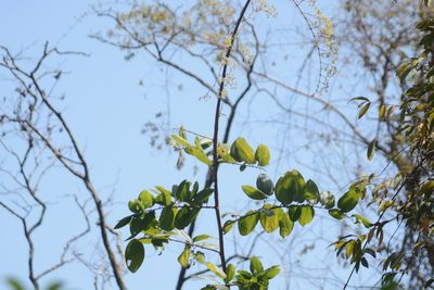Ziziphus rugosa, photographed by S.MORE