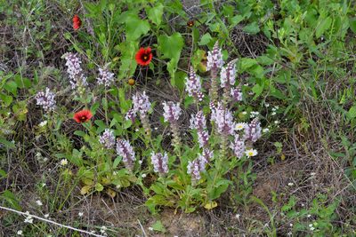 Brazoria truncata, photographed by Wes Copas