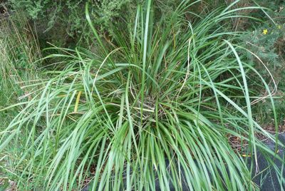 Chionochloa conspicua, photographed by Colin Meurk