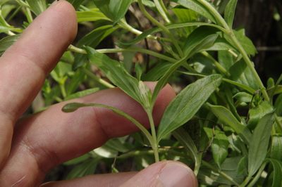Spigelia hedyotidea, photographed by Eric Knight