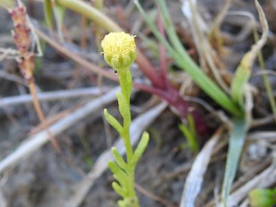 Hymenoxys perpygmaea, photographed by Sam Kieschnick