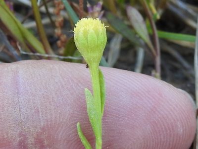 Hymenoxys perpygmaea, photographed by Sam Kieschnick