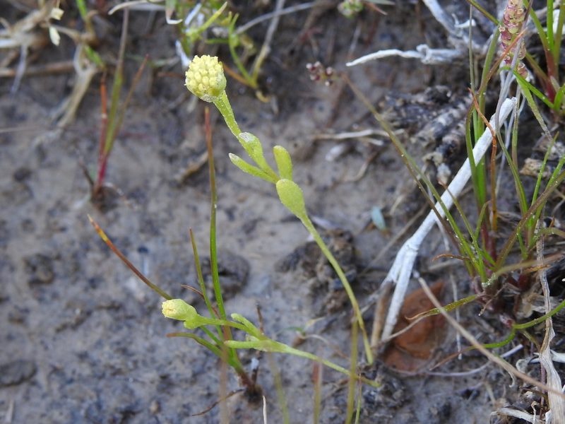Hymenoxys perpygmaea, photographed by Sam Kieschnick