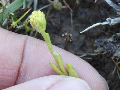 Hymenoxys perpygmaea, photographed by Sam Kieschnick
