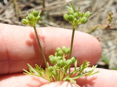 Ammoselinum popei, photographed by Sam Kieschnick