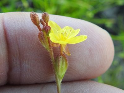 Oenothera linifolia, photographed by Sam Kieschnick