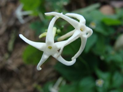 Cyclanthera carthagenensis, photographed by Alexis López Hernández