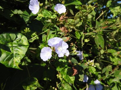 Jacquemontia oaxacana, photographed by Alexis López Hernández