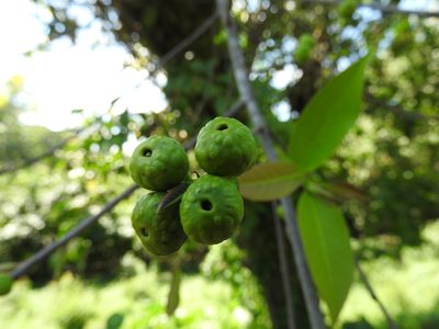 Ficus pertusa, photographed by Alexis López Hernández