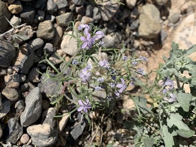 Ipomopsis pumila, photographed by CK2AZ