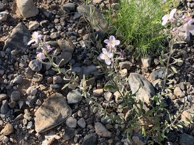 Nerisyrenia camporum, photographed by CK2AZ