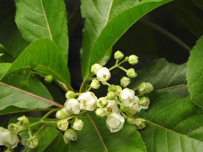 Saurauia yasicae, photographed by Alexis López Hernández