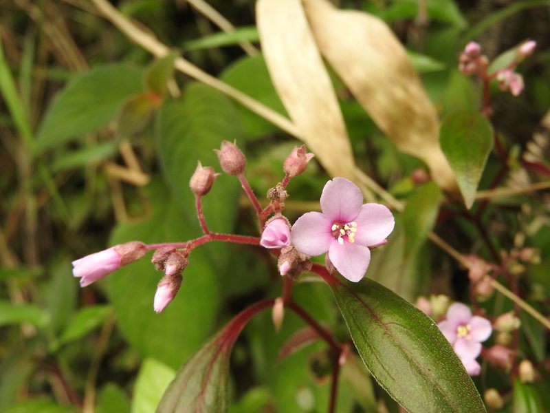 Centradenia floribunda, photographed by Alexis López Hernández