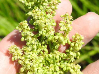 Rumex altissimus, photographed by Sam Kieschnick