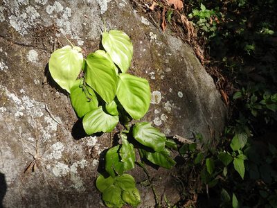 Monstera acuminata, photographed by Alexis López Hernández