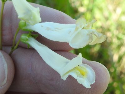 Penstemon oklahomensis, photographed by Sam Kieschnick