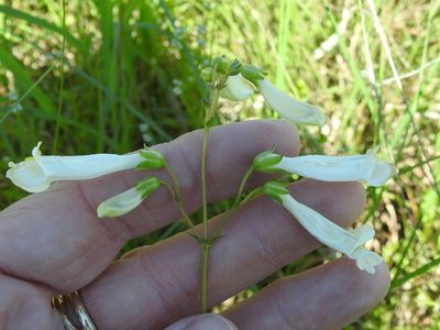 Penstemon oklahomensis, photographed by Sam Kieschnick