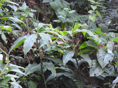 Costus pictus, photographed by Alexis López Hernández