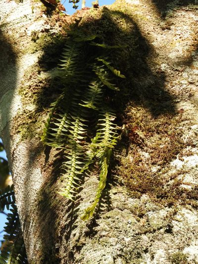 Dichaea muricatoides, photographed by Alexis López Hernández