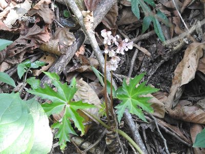 Begonia crassicaulis, photographed by Alexis López Hernández