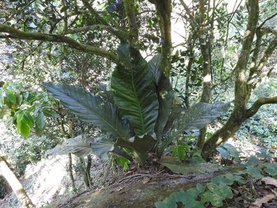 Anthurium salvinii, photographed by Alexis López Hernández