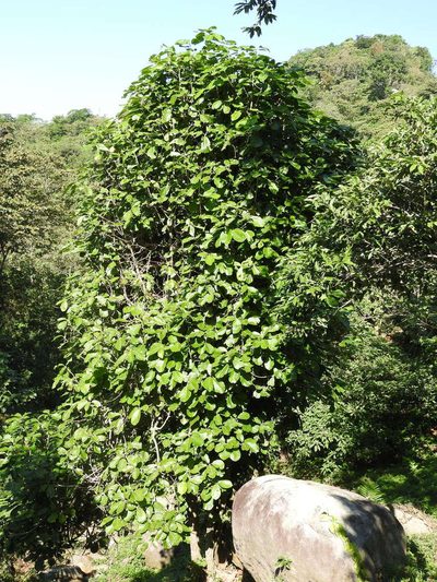 Ocotea sinuata, photographed by Alexis López Hernández