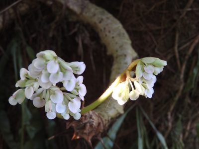 Begonia crassicaulis, photographed by Alexis López Hernández