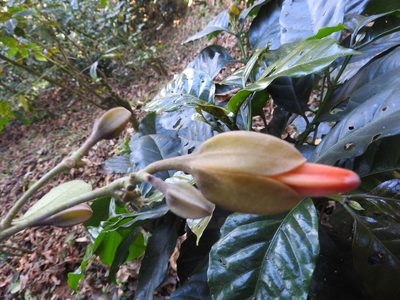 Juanulloa mexicana, photographed by Alexis López Hernández