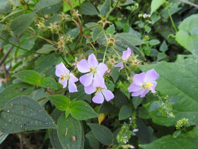 Chaetogastra naudiniana, photographed by Alexis López Hernández