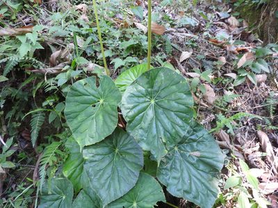 Begonia nelumbiifolia, photographed by Alexis López Hernández