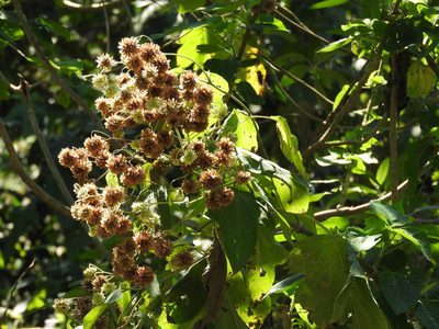 Montanoa hibiscifolia, photographed by Alexis López Hernández