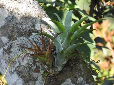 Catopsis nutans, photographed by Alexis López Hernández