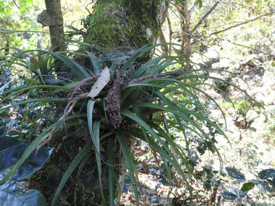 Tillandsia flabellata, photographed by Alexis López Hernández