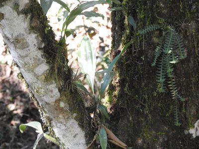 Stanhopea saccata, photographed by Alexis López Hernández