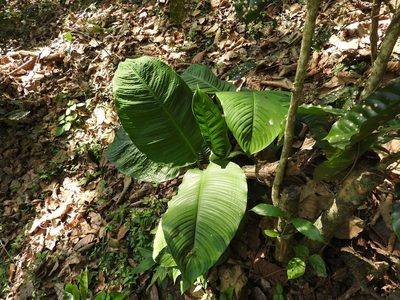 Spathiphyllum friedrichsthalii, photographed by Alexis López Hernández