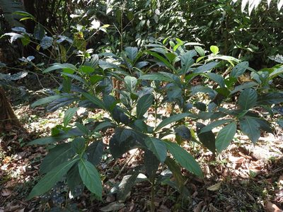 Cordia collococca, photographed by Alexis López Hernández
