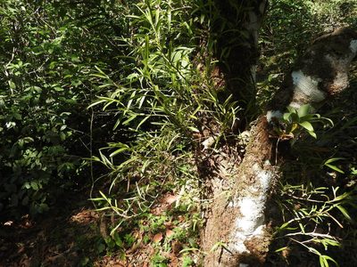 Epidendrum ramosum, photographed by Alexis López Hernández