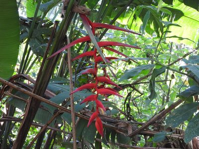 Heliconia collinsiana, photographed by Alexis López Hernández