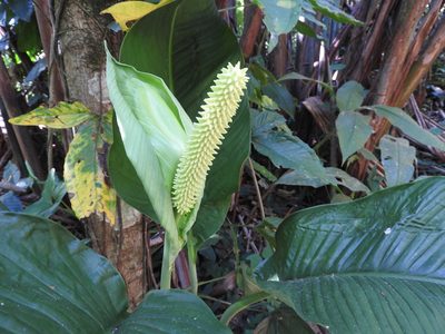 Spathiphyllum friedrichsthalii, photographed by Alexis López Hernández