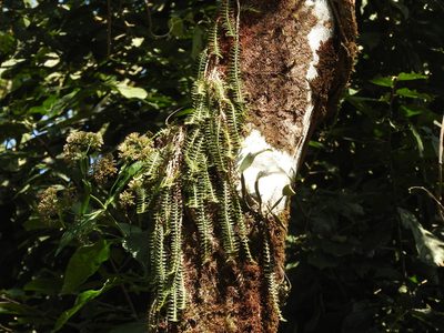 Dichaea muricatoides, photographed by Alexis López Hernández