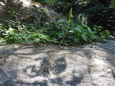 Aulosepalum hemichrea, photographed by Alexis López Hernández