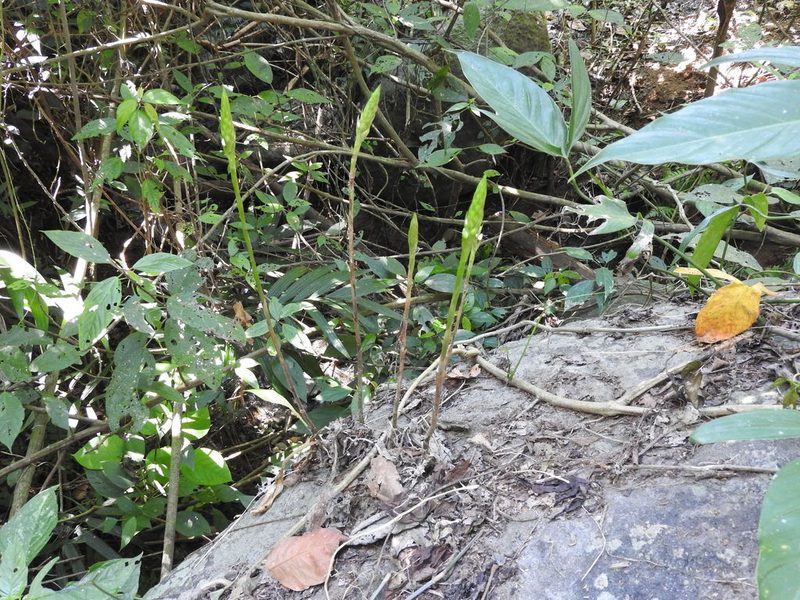 Aulosepalum hemichrea, photographed by Alexis López Hernández