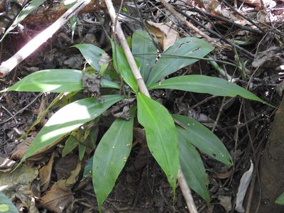 Costus pictus, photographed by Alexis López Hernández
